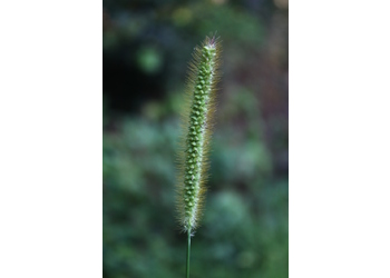 Rote Borstenhirse (Setaria pumila L.) - © Emanuel Trummer